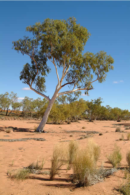 Ghost gums in the Hay River bed, Simpson Desert, Northern Territory, Australia.