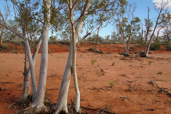 Hay River bed, north Simpson Desert, Northern Territory, Australia.