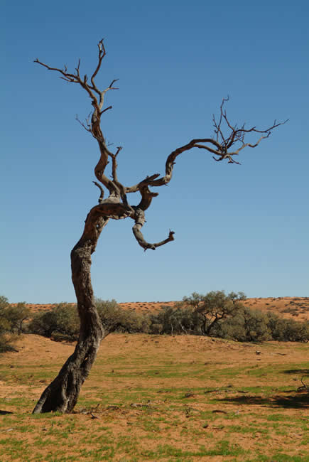Gidgee Tree, Simpson Desert, Queensland, Australia.