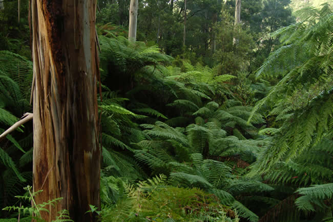 Ferns along the walking track to Lake Elizabeth, near Forrest, Otways Forest, Victoria, Australia.