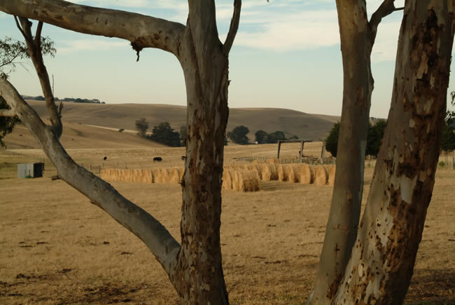 Hay bales in a field, at Ceres, near Geelong, Victoria, Australia.