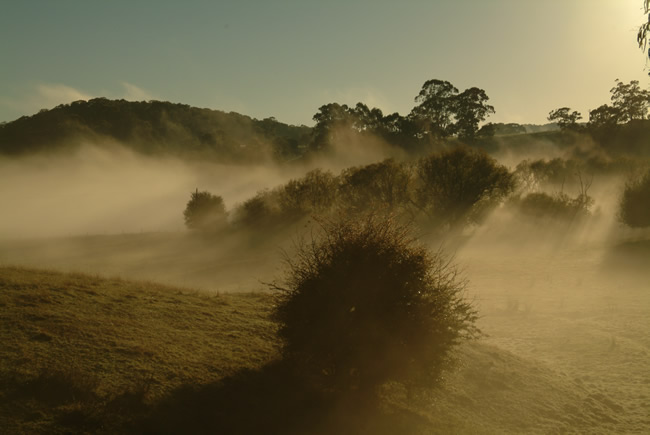 Morning fog at Forrest, Otways Forest, Victoria, Australia.