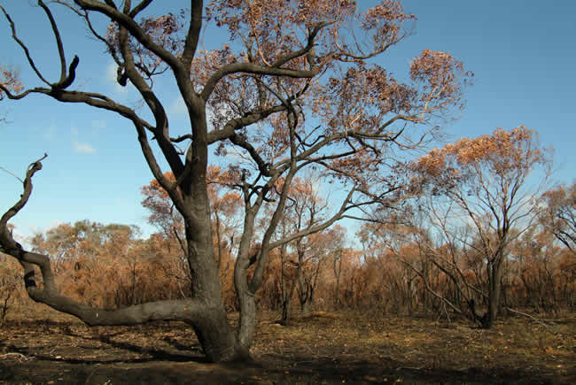 Scorched Otways, near Anglesea, Otways Forest, Victoria, Australia.