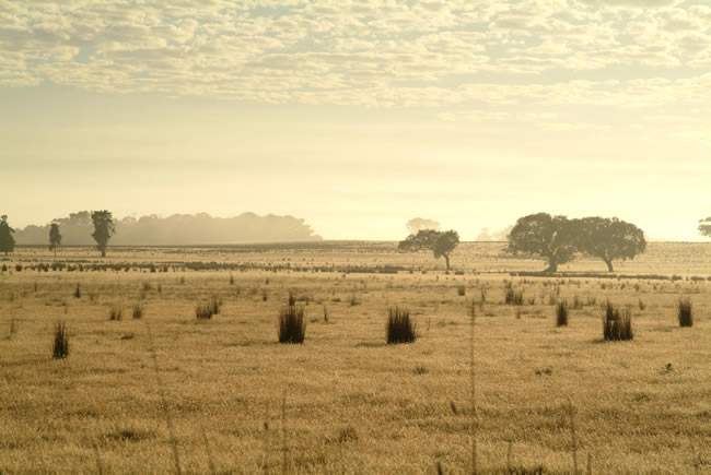 Dry pasture, at Mt Duneed, near Geelong, Victoria, Australia.
