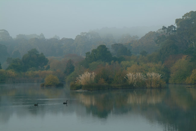 Foggy morning, Lake Daylesford, Victoria, Australia.