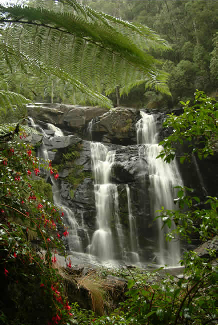 Stevenson Falls, near Forrest, Otways Forest, Victoria, Australia.