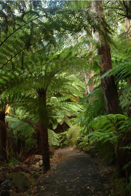 Spectacular tree ferns along the walking track to Lake Elizabeth, near Forrest, Otways Forest, Victoria, Australia.
