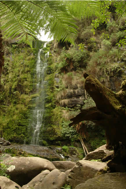 Erskine Falls, near Lorne, Otways Forest, Victoria, Australia.