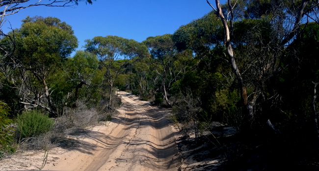 Eyre Bird Observatory access track, Western Australia.