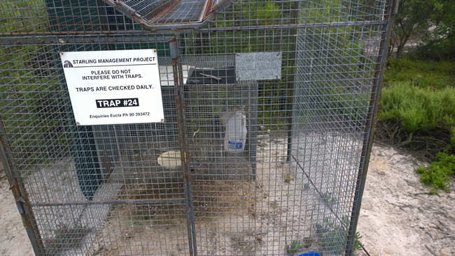 Starling management program at the Eyre Bird Observatory, Eyre, Western Australia.