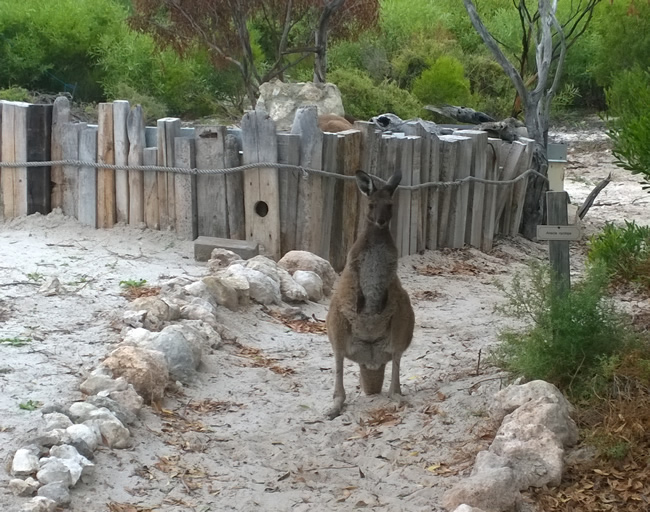 A visiting kangaroo the Eyre Bird Observatory, Eyre, Western Australia.