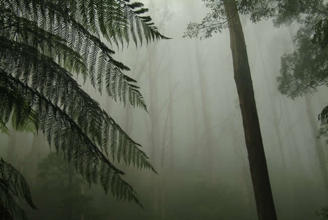 Mist on the Black Spur, near Marysville, Victoria, Australia.