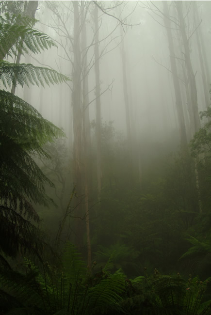 Green mist on the Black Spur, near Marysville, Victoria, Australia.