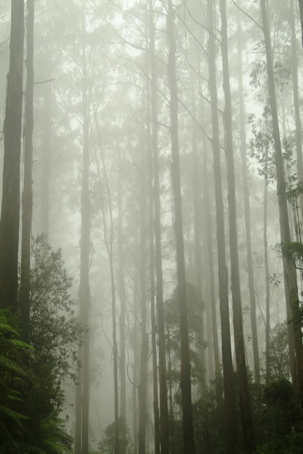 Tall timbers on the Black Spur, Victoria, Australia.