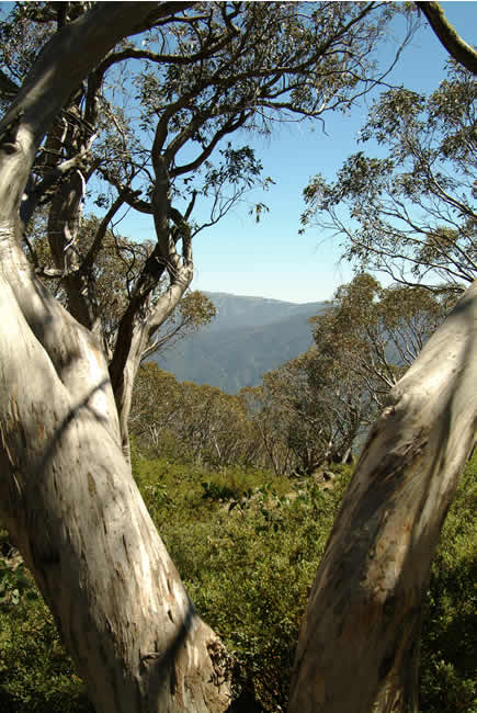 Mt Buller view from Bluff Hut on Mt Stirling, alpine Victoria, Australia.