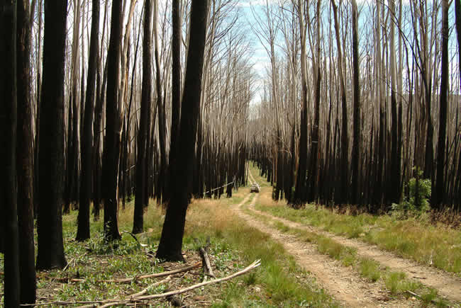 Blackened Alps, on the Basalt Knob Track, alpine Victoria, Australia.