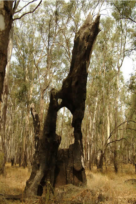 Head in a stump, Barmah redgum forest, on the Murray River, Victoria, Australia.