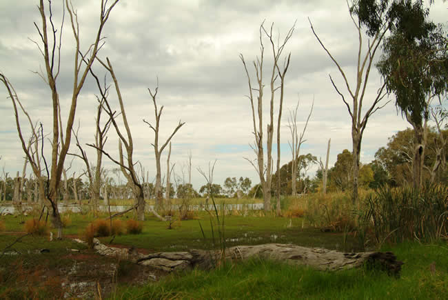 Gunbower Creek, near Cohuna and the Murray River, Victoria, Australia.