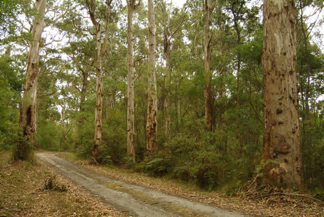 Big Hill Track, Otways Forest, Victoria, Australia.