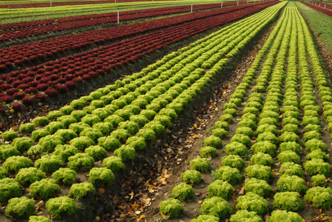 Lettuce farm, Bacchus Marsh, Victoria, Australia. Striking patterns of colour drew our attention.