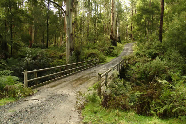 Bridge Track, Otways Forest, Victoria, Australia.