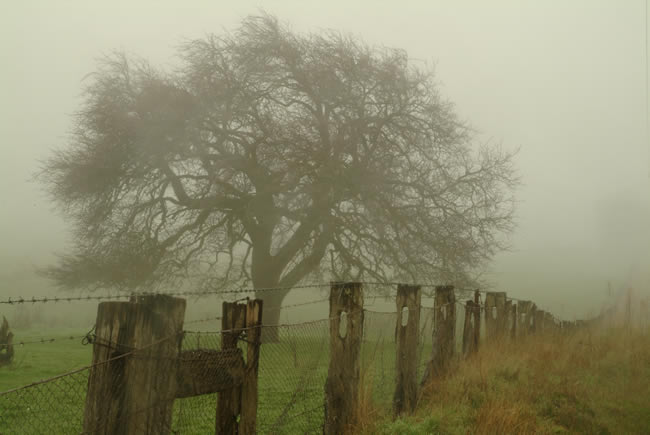 Foggy morning, Gooch's Lane, Macedon Ranges, central Victoria, Australia.