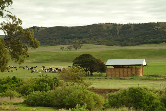 Grazing cattle, Rowsley valley, near Bacchus Marsh, Victoria, Australia.