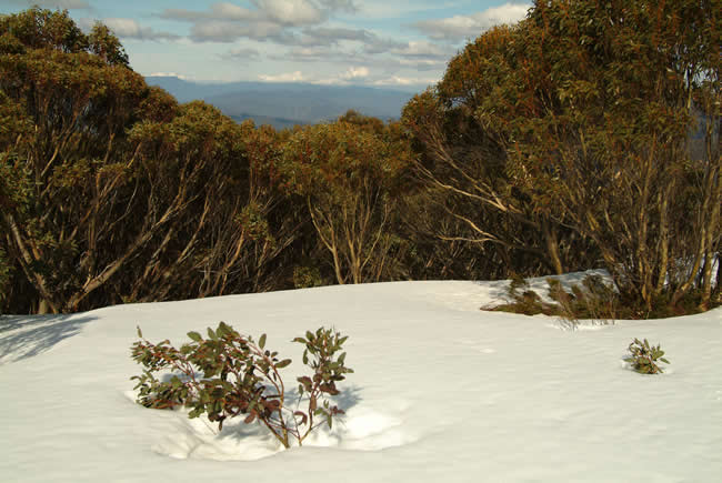 Powder snow on Mt Skene, alpine Victoria, Australia.