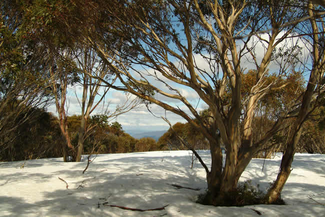 Snow gums on Mt Skene, alpine Victoria, Australia.