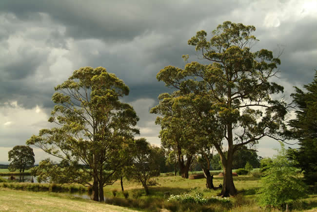 Braeside farm, Clarke's Hill, near Ballarat, Victoria, Australia.