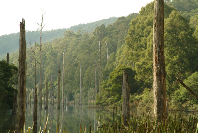 Lake Elizabeth, near Forrest, Otways Forest, Victoria, Australia.