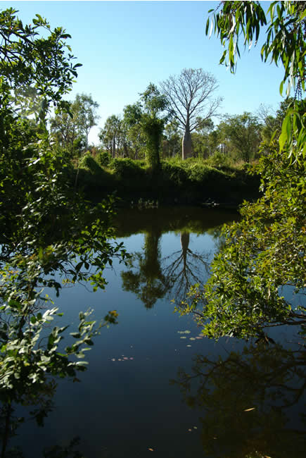 Boab Tree, Parry Creek, Kimberley, Western Australia.