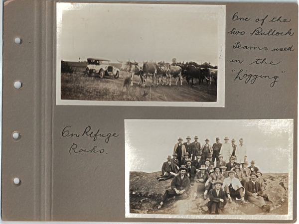 One of the two Bullock Teams used in the "Logging"; On Refuge Rocks.