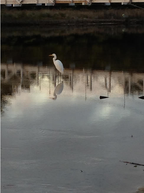 A heron wading, at Lorne, Victoria, Australia.