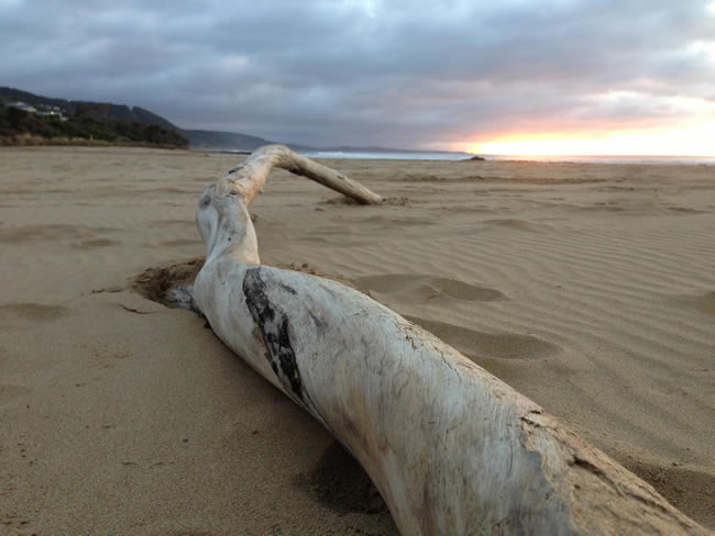 Driftwood, on the beach! Lorne, Victoria, Australia.