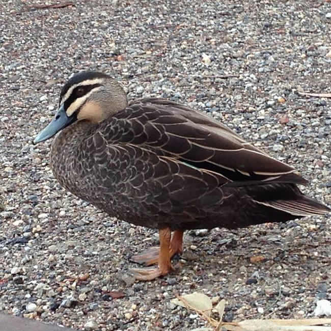 A duck, at Lorne, Victoria, Australia.