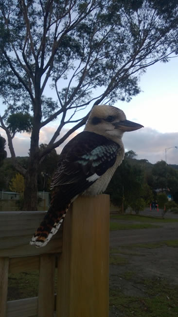 A friendly kookaburra, at Lorne, Victoria, Australia.
