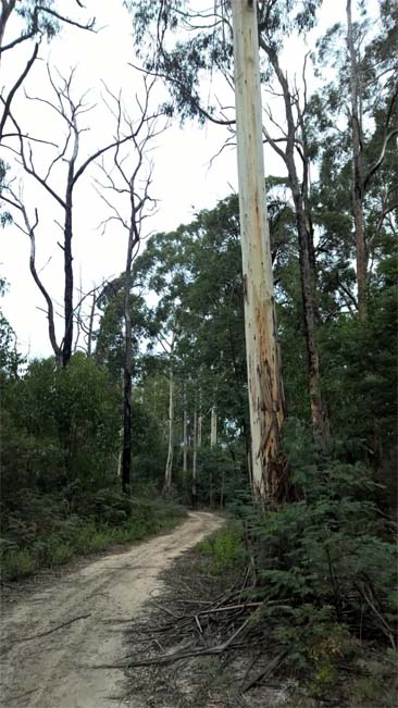 Pauls Track, Toolangi State Forest, Victoria, Australia.