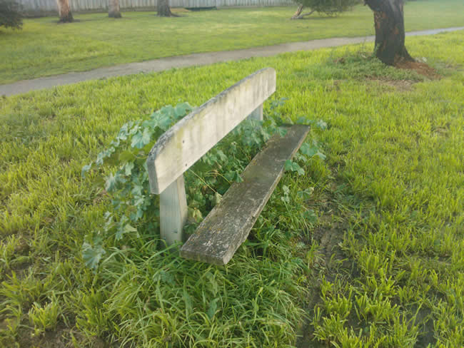 Overgrown rustic park bench halfway around the walk track that circumnavigates the lake.