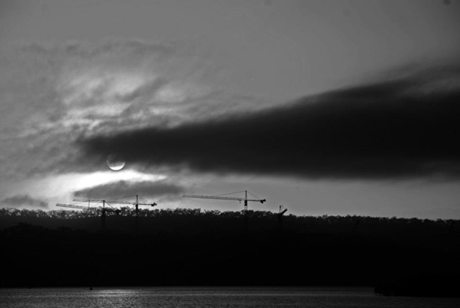 Cranes silhouetted against the dawn, Curtis Island, Gladstone, Queensland, Australia.
