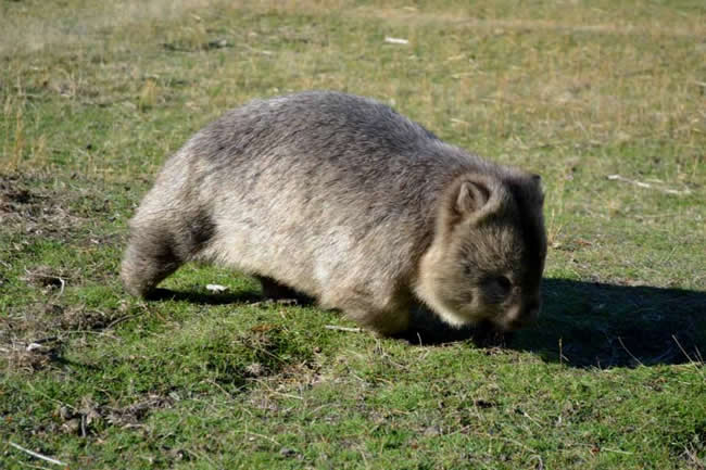 Wombat, Maria Island, Tasmania, Australia.