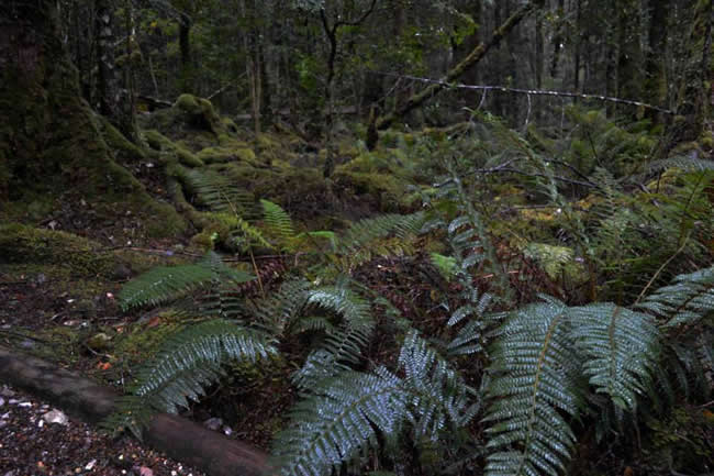 Rainforest on the west coast of Tasmania, Australia.