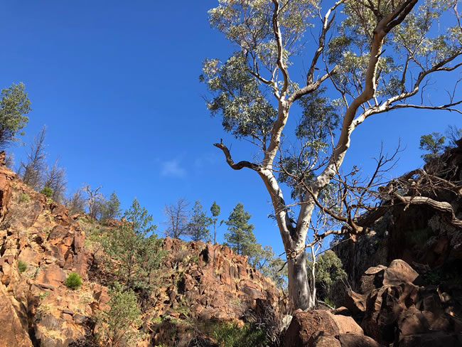 Trees well adapted to arid life in the rugged land of Wilpena Pound, Flinders Ranges, South Australia