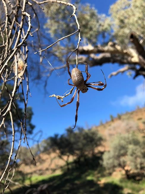 Golden Orb Weaving Spider, Wilpena Pound, Flinders Ranges, South Australia.