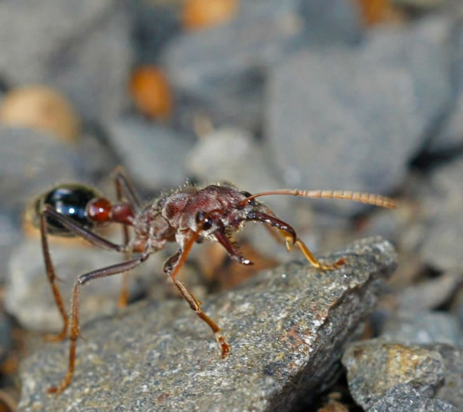 Close up of an ant, Australia.