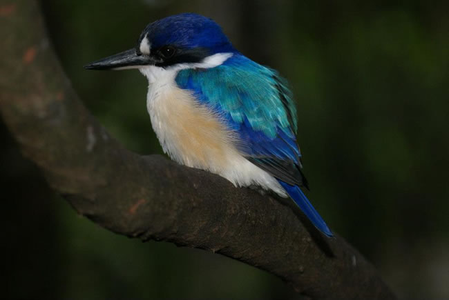 Blue Kingfisher at Taronga Zoo, Sydney, New South Wales, Australia.