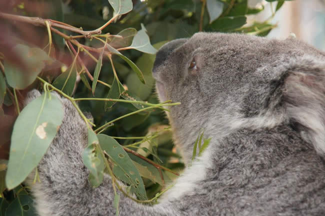 An Australian national icon. Koala at Taronga Zoo, Sydney, New South Wales, Australia.