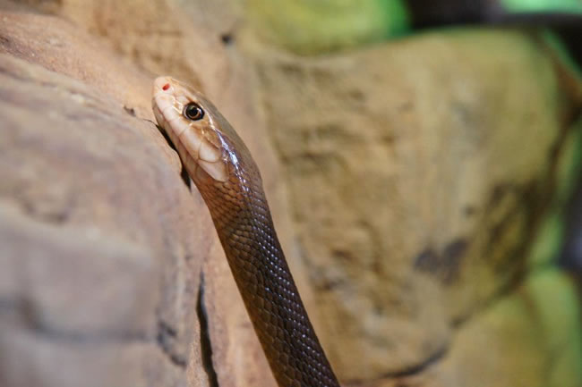 An exquisite picture of a taipan snake at Taronga Zoo, Sydney, New South Wales, Australia.