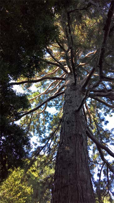Californian Giant Redwood, Geelong Botanic Gardens, Victoria, Australia.