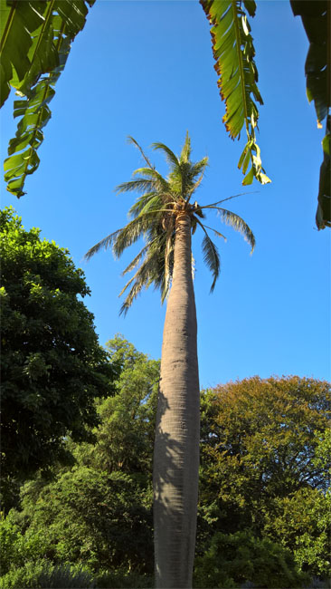 Chilean Wine Palm, Geelong Botanic Gardens, Victoria, Australia.